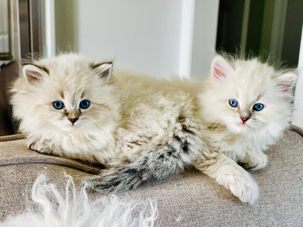 siberian kitten usa cat 1