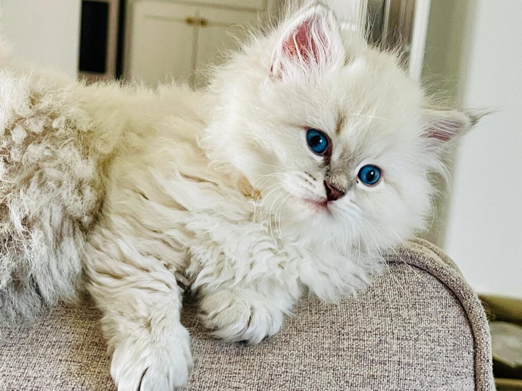 siberian kitten usa cat 2