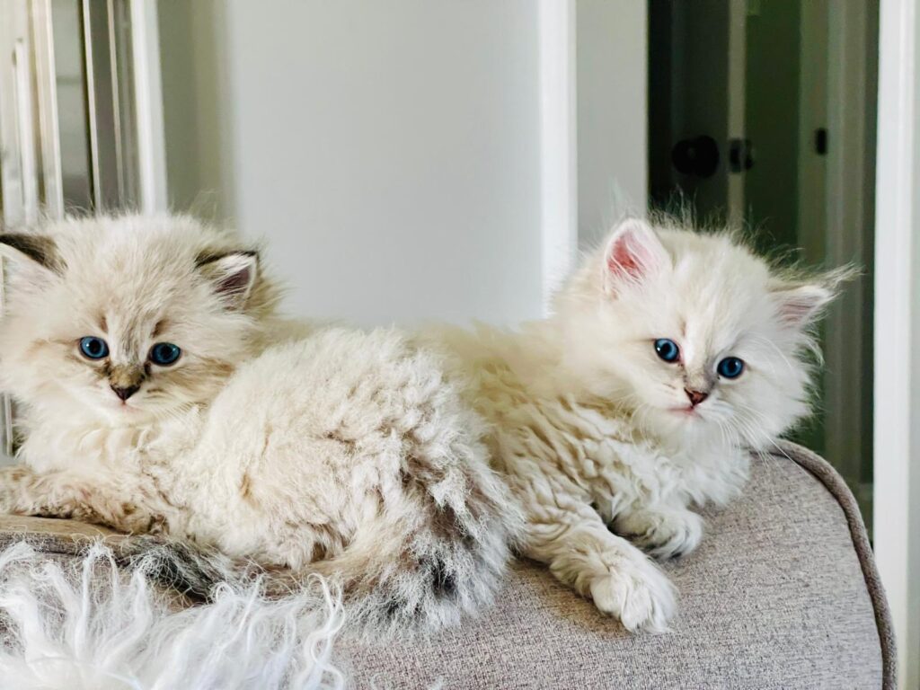 siberian kitten usa cat 3