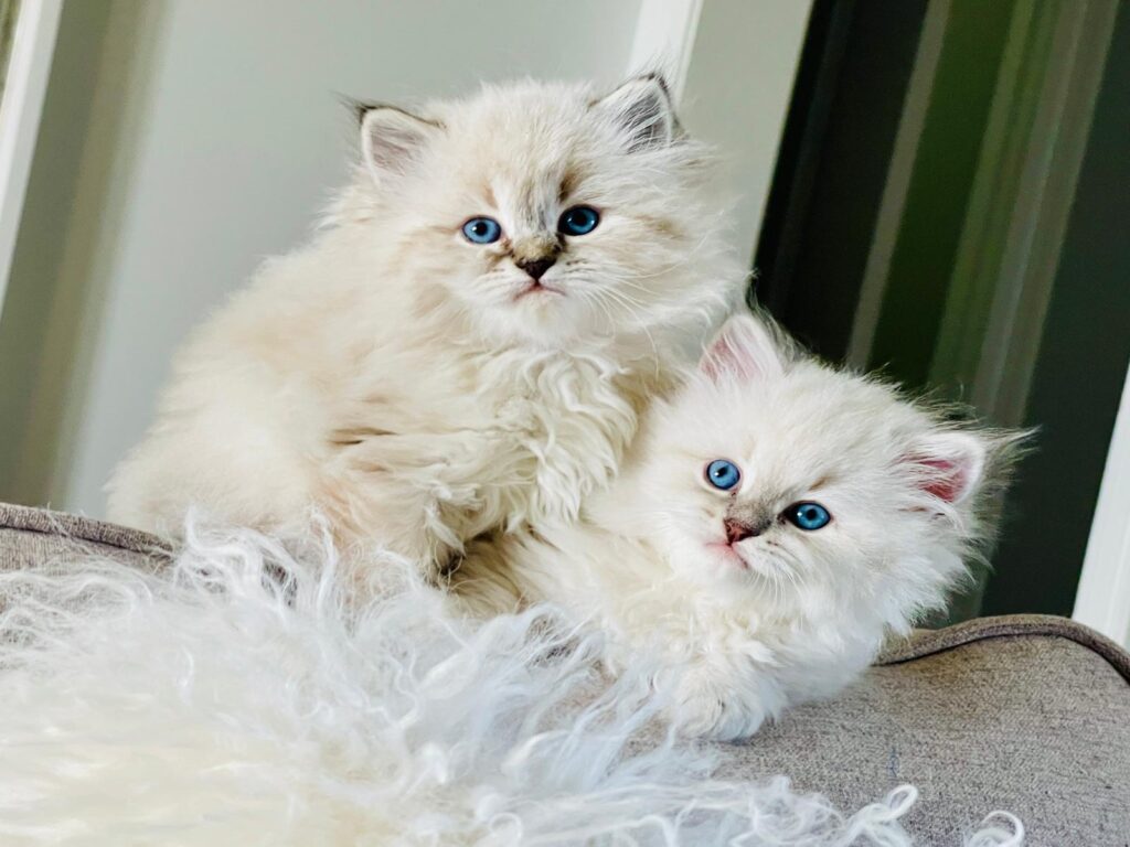 siberian kitten usa cat 4